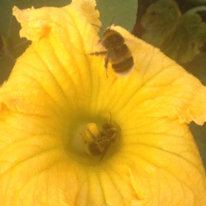 bees on pumpkin flower